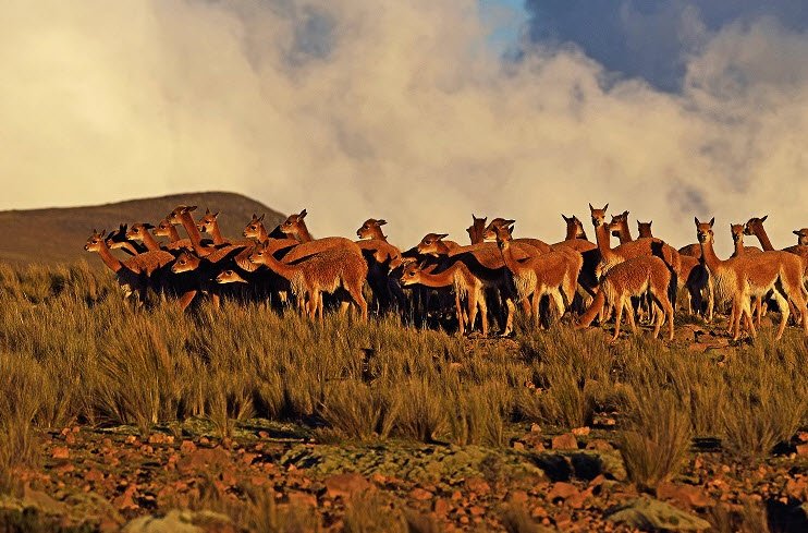Pampas Galeras Reserve, Ayacucho Region, Peru
